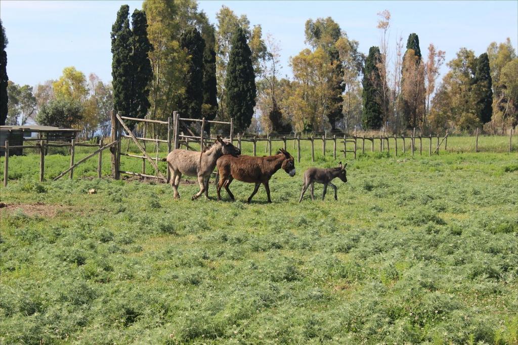 Podere Del Gesso Tarquinia Buitenkant foto