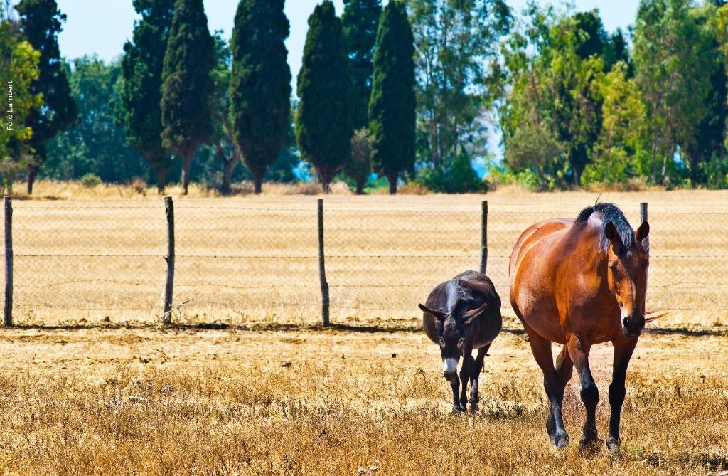 Podere Del Gesso Tarquinia Buitenkant foto